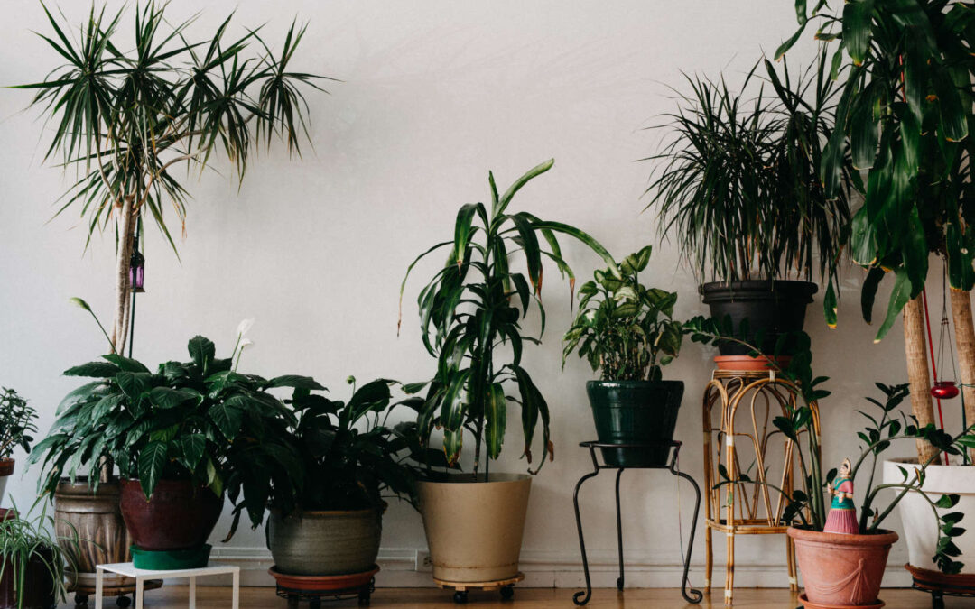 Yoga Studio Plants