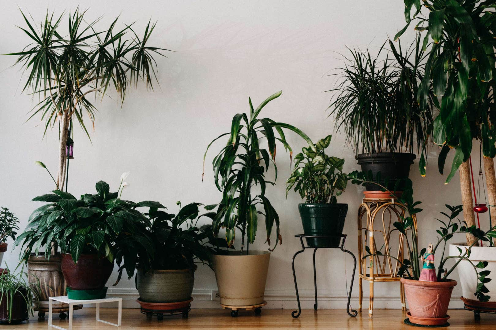 main header resized 6 Yoga Studio Plants